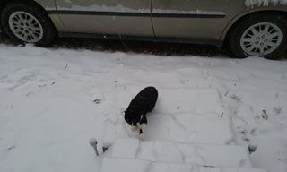 Reader's Snow Day pics
